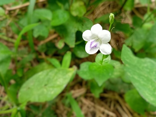 Foto di piante verdi e fiori nel cortile