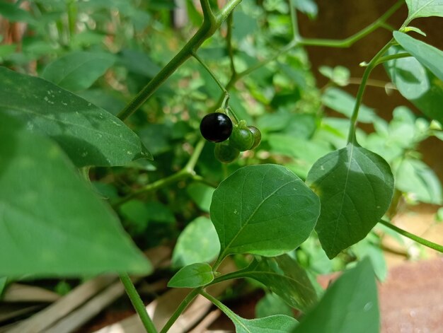 Photo photo of green plants and flowers in the yard