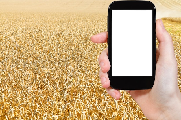 Photo of harvesting of yellow wheat field