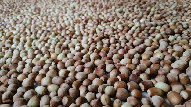 In the photo, hazelnuts that are drying on the floor.