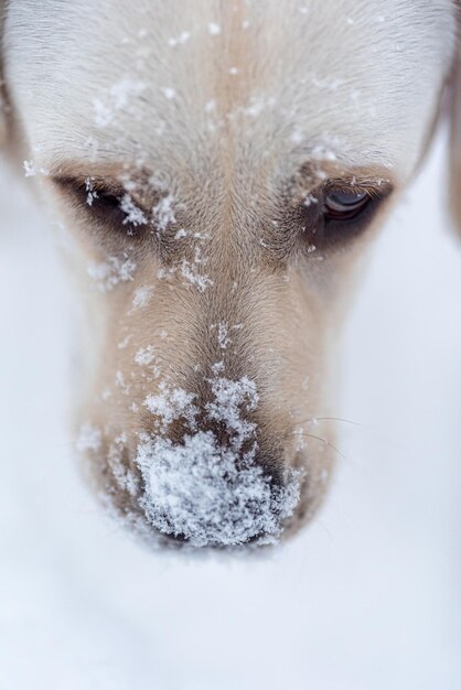 Photo of the head of a Labrador The nose is covered with snow Snowflakes on wool view from above