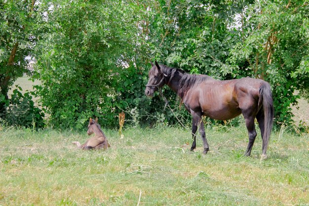 Photo horse and a cute newborn foal