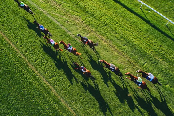 Photo of horse racer in the track