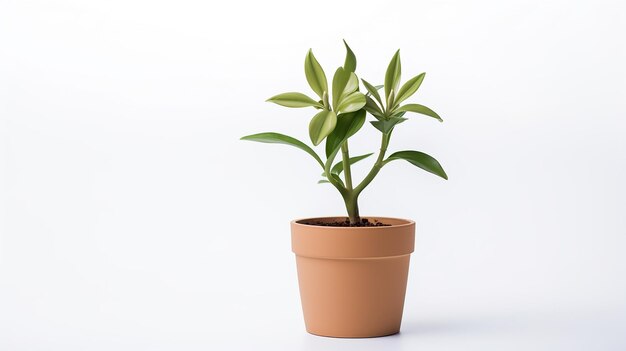 白い背景の上のシンプルな鉢に入った観葉植物の写真