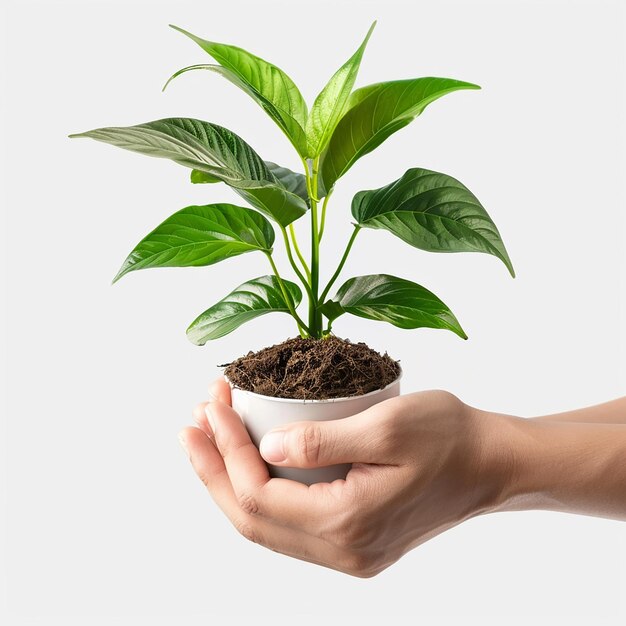 Photo photo of human hands holding a small plant with a white background