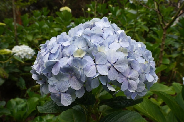 Photo hydrangea flower in close up