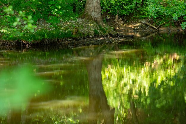 写真 湖のある緑の色調の森の写真