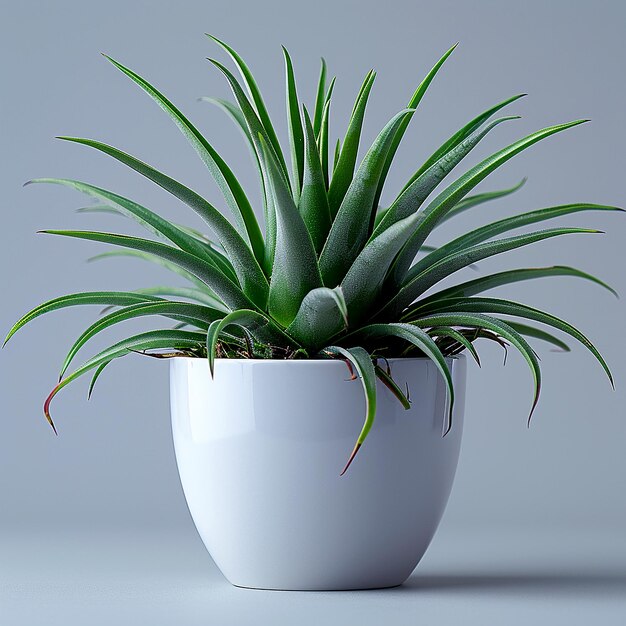 Фото комнатных растений Air Plant Tillandsia spp в белом горшке на изолированном желтом фоне