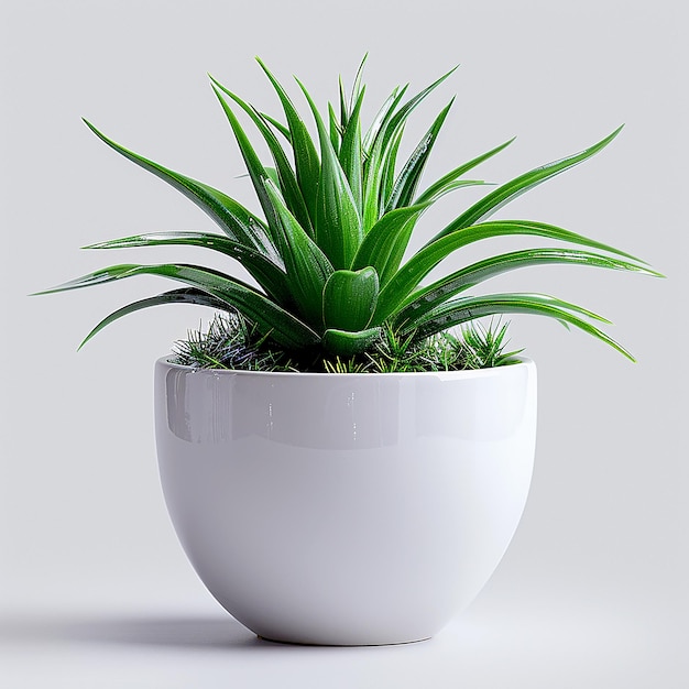 Photo of indoor plants Air Plant Tillandsia spp in a white pot on isolated yellow background