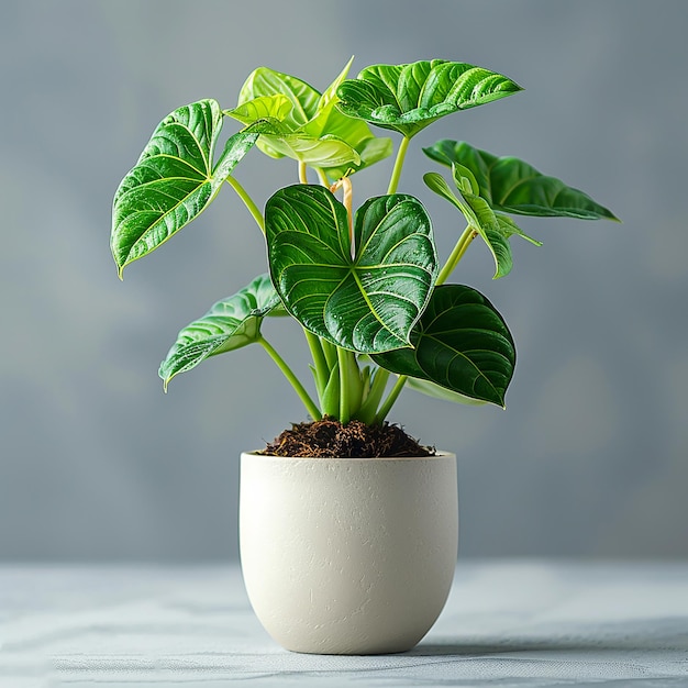 Foto foto di piante da camera alocasia spp in un vaso bianco su uno sfondo giallo isolato