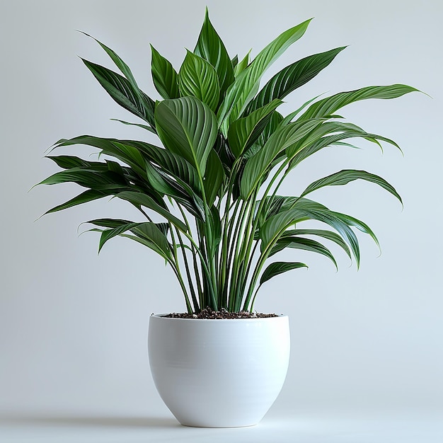 Photo of indoor plants Cast Iron Plant in a white pot on isolated white background