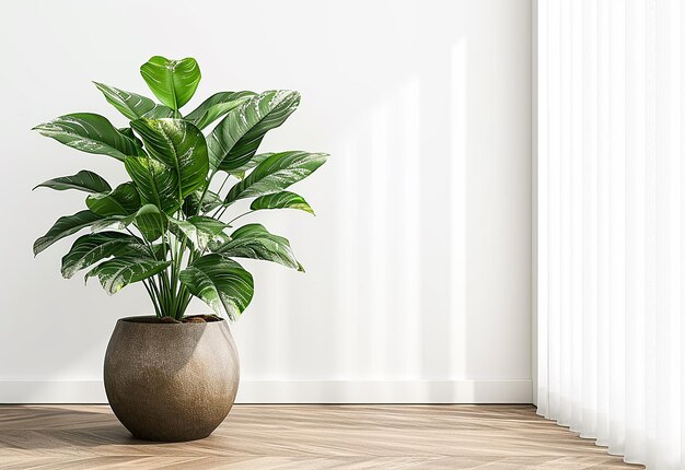 Photo of indoor plants on isolated white background