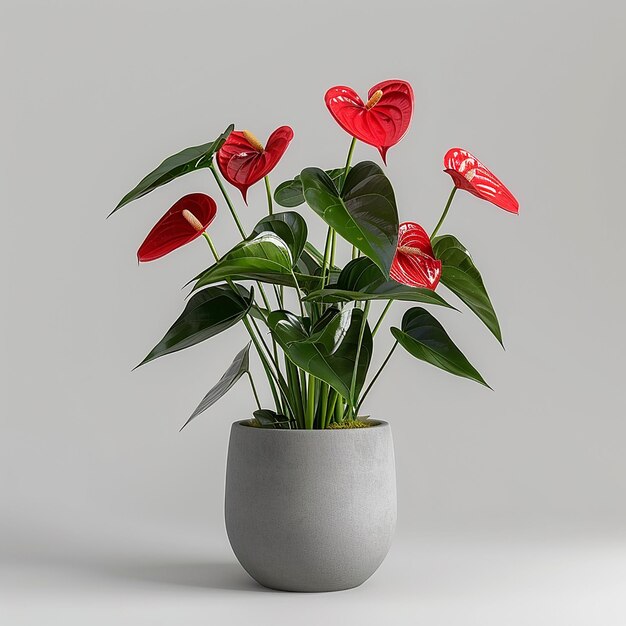 Photo of indoor plants on isolated white background