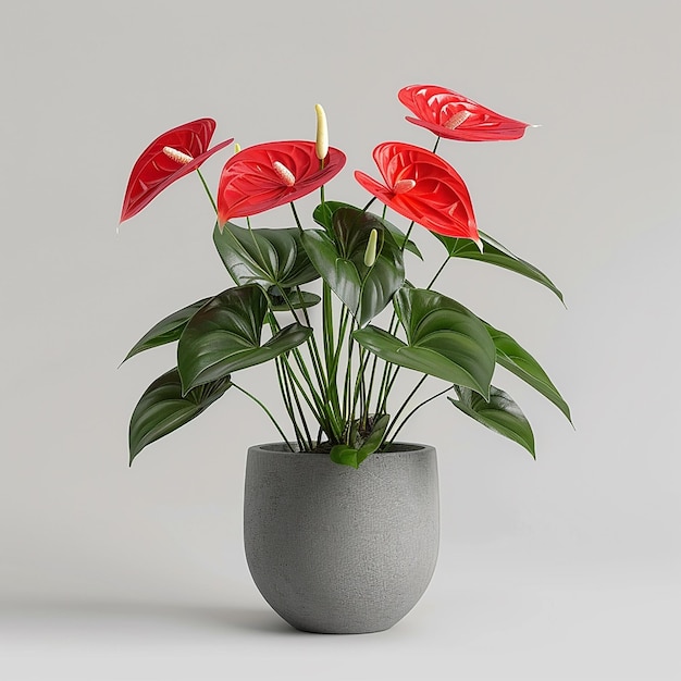 Photo of indoor plants on isolated white background