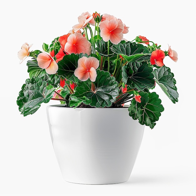 Photo of indoor plants on isolated white background