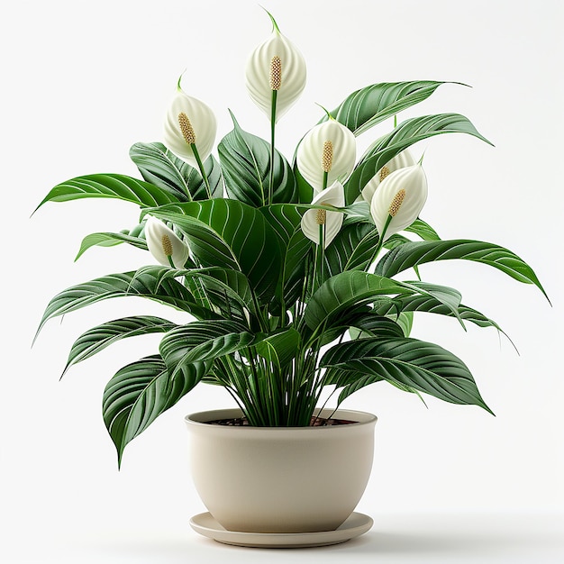 孤立した白い背景の白いポットにあるピース・リリー・スパティフィルム (Peace Lily Spathiphyllum) の室内植物の写真