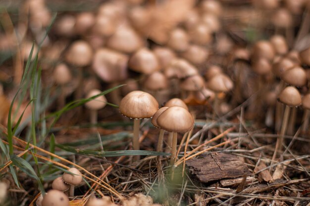 Photo of inedible mushrooms toadstools Mushrooms in the city park among the trees