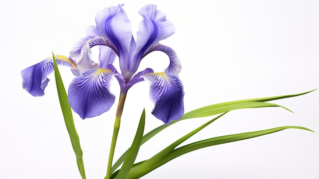 A photo of an iris full length photo