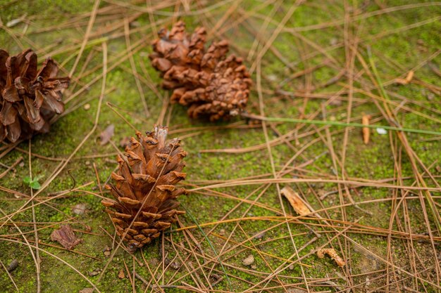 The photo is suitable to use for nature botanical background and content media