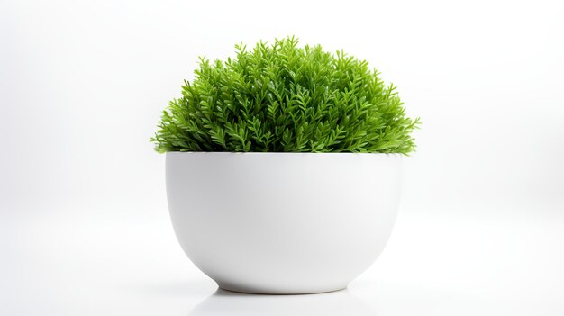 Photo of Java Moss in minimalist pot as houseplant for home decoration