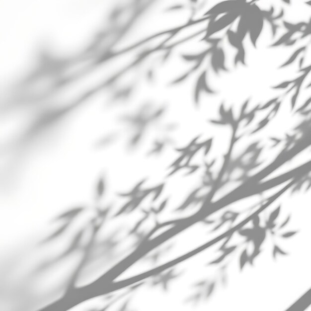 Photo of Jungle Path Shadows Creating Long Winding Patterns Soft Fading Edges With a Gentle Curve