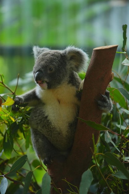 Photo photo koala on eucalyptus tree in australia