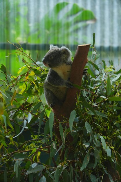 Photo photo koala on eucalyptus tree in australia