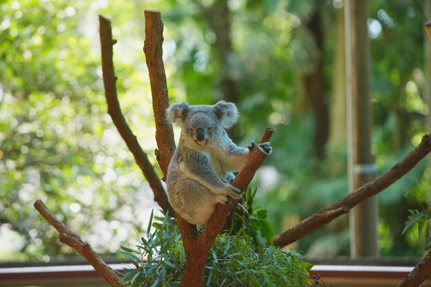 Photo photo koala on eucalyptus tree in australia