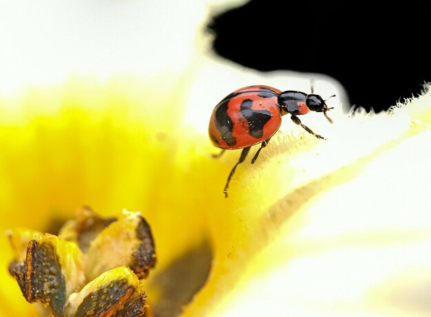 Photo photo of lady bug