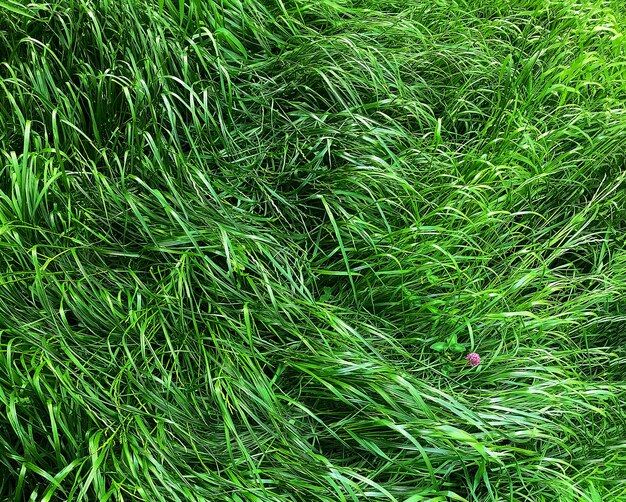 Photo of a line of fresh green grass