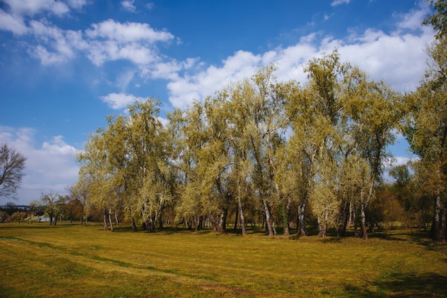 Foto di un piccolo archiviato nel parco, bellissima natura, nessuno