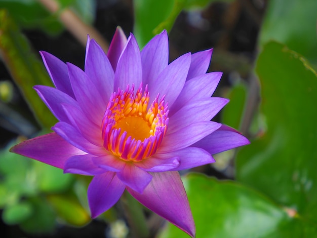 Photo of lotus flowers in the pond