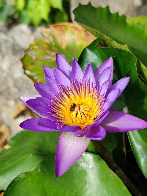 Photo of lotus flowers in the pond