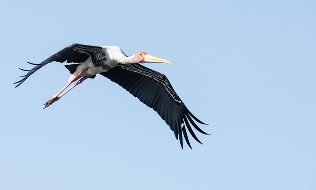 空を飛んでいる笑い鳥のローアングル写真