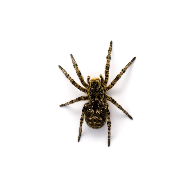 Photo of Lycosa singoriensis black hair tarantula isolated on white background