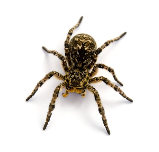 Фотография тарантула Lycosa singoriensis с черными волосами на белом фоне