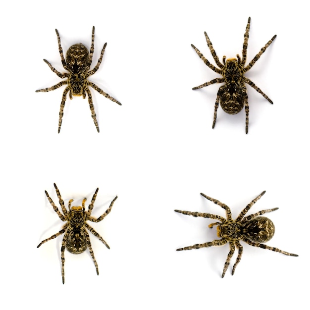 Photo of Lycosa singoriensis black hair tarantulas isolated on white background