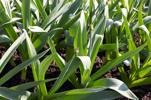 Photo made at the agricultural farm for the production of agricultural products