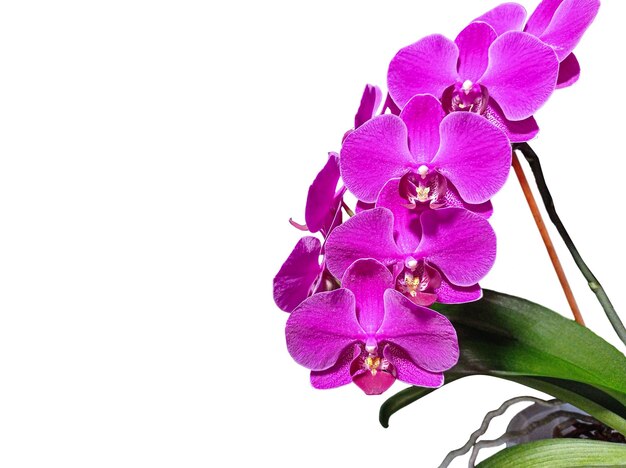 Foto foto di orchidea magenta su sfondo bianco con spazio per il testo