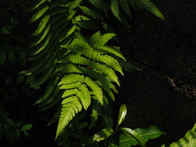 Photo photo of a male fern beside a concrete wall.