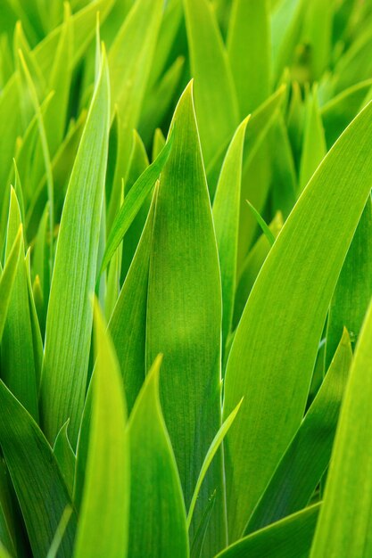 Photo of many green flower leaves nature background