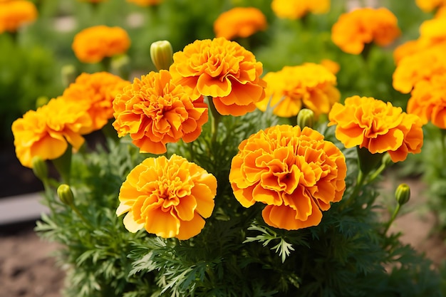 Photo of marigold flowers in a garden bed