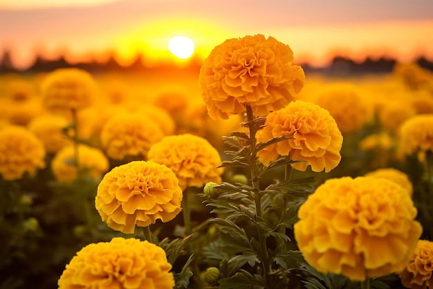 Photo of Marigolds in a field with a sunrise or sunset