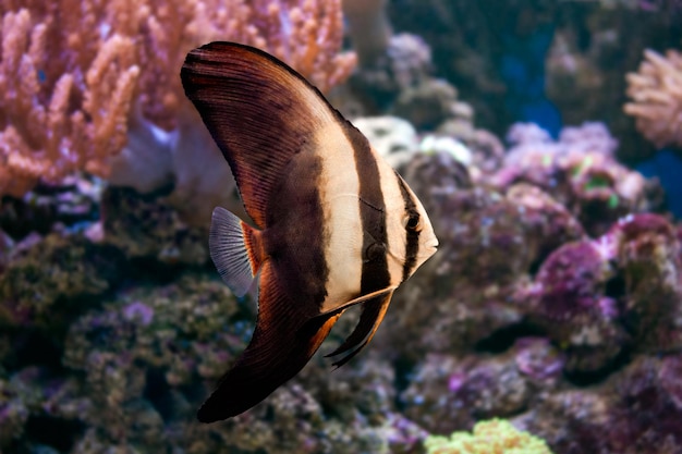 Photo of marine fish Batfish