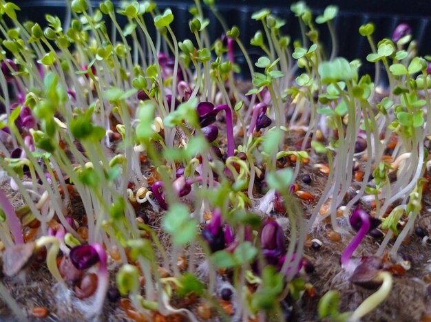 Photo of microgreenery in a pot closeup