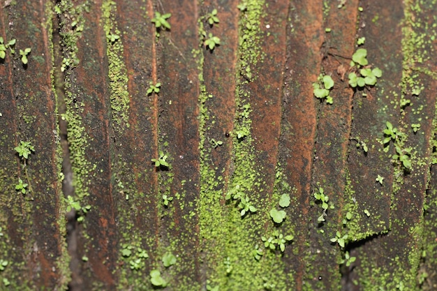 Photo photo of mossy lined tile texture