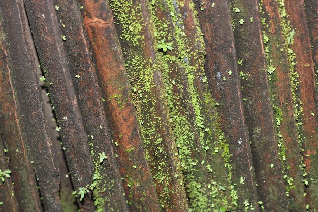 Photo of mossy lined tile texture