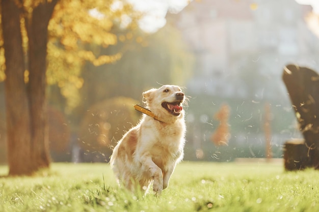 Photo in motion running Beautiful Golden Retriever dog have a walk outdoors in the park