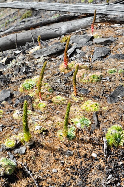 Photo mountain plants molodilo