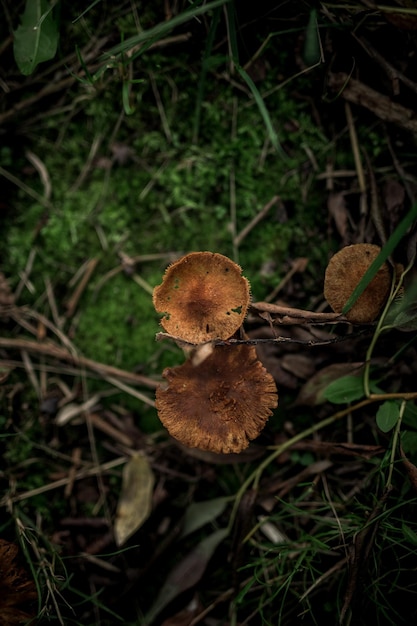 숲에서 버섯의 사진입니다. 자연